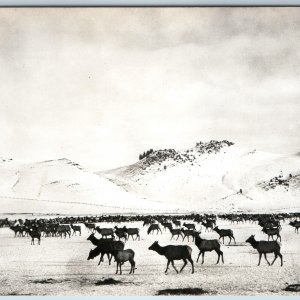 c1950s Colorado Elk Herd RPPC Sanborn X-882 Real Photo Postcard Winter Snow A199