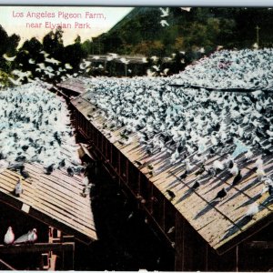 c1910s Los Angeles, CA Pigeon Farm Elysian Park Postcard Southern Pacific A170