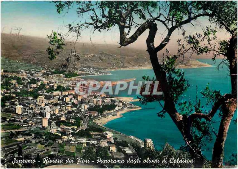 Postcard Modern Riviera Sanremo Panorama of Olives Coldirodi