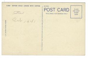 1941 Black Americana Postcard Cotton Stalk Loaded With Cotton (MM143)