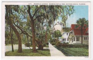 Magnolia Avenue Witch Tree Homes Daytona Beach Florida 1920c postcard