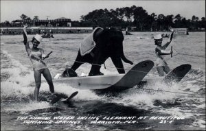 Elephant Water Skiing Sarasota Florida FL Real Photo Postcard