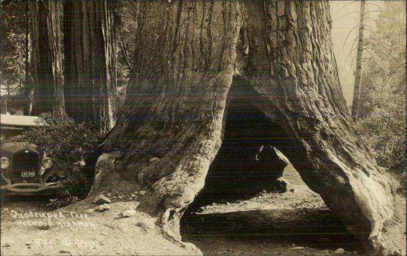 California Redwoods Car License Plate Visible c1930 Real Photo Postcard