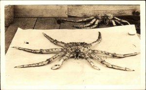 Giant Alaska Spider Crab Real Photo Postcard