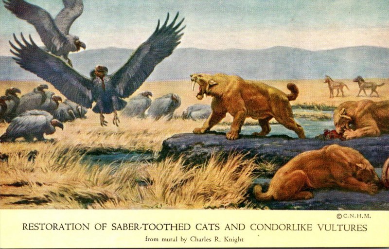Illinois Chicago Natural History Museum Restoration Of Saber-Toothed Cats and...