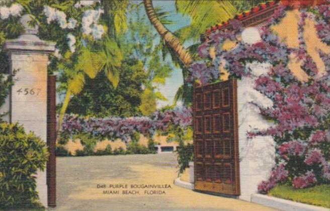 Florida Miami Beach Purple Boubainvillea 1941