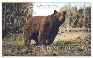 Yellowstone National Park Bear Unused 