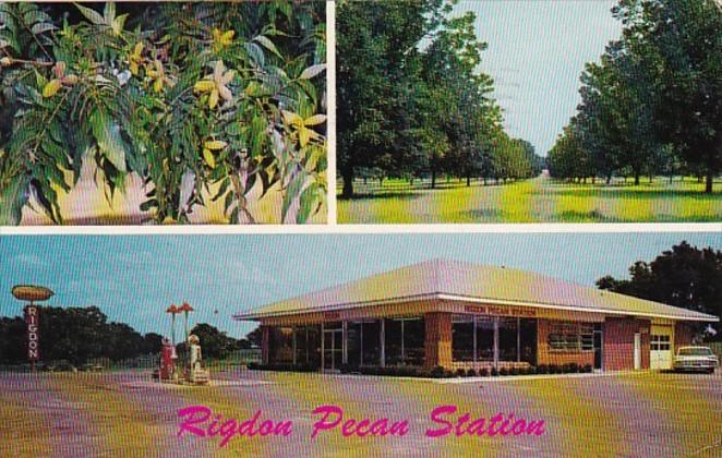 Georgia Fort Valley Rigdon Farms Pecan Station 1961