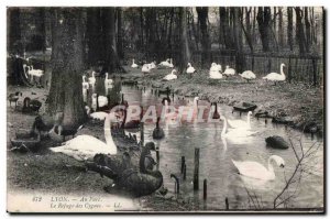 Old Postcard Lyon In The Park Refuge swan Swans