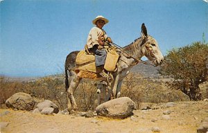 Mexican boy and his Burro Donkey 1957 