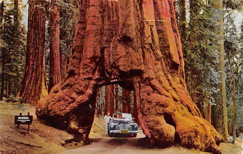 Wawona Tunnel Tree Yosemite National Park, CA Redwood Sequoia Trees 1954 