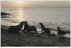 GALAPAGOS - Ecuador , 50-70s ; Sea Lions