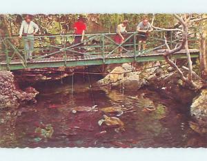 Pre-1980 TOURISTS WATCH TURTLES AT DEVIL'S HOLE Smith'S Parish Bermuda F5719