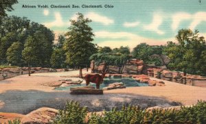 Vintage Postcard 1930's View of The African Veldt Cincinnati Zoo Ohio OH