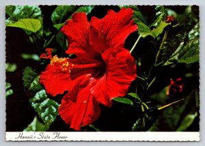 Hawaii's State Flower Red Hibiscus Vintage Unposted Postcard