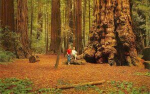 GENERAL SHERMAN TREE Henry Cowell Redwoods Santa Cruz County Vintage Postcard