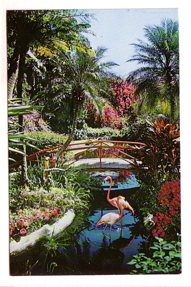 Flamingos at Footbridge, Sunken Gardens, St Petersburg, Florida,