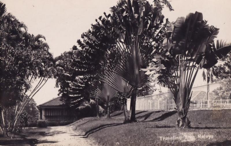 Singapore Malaya Traveling Tree Real Photo Old Postcard