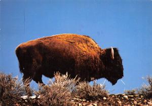 Yellowstone National Park - Bison Bull