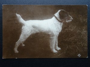 Portrait TERRIER Dog Breed c1918 RP Postcard by Valentine