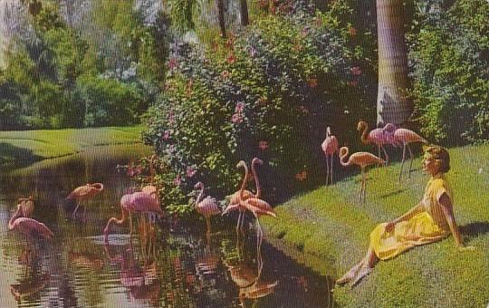 Florida Sarasota Flamingos At Sarasota Jungle Gardens