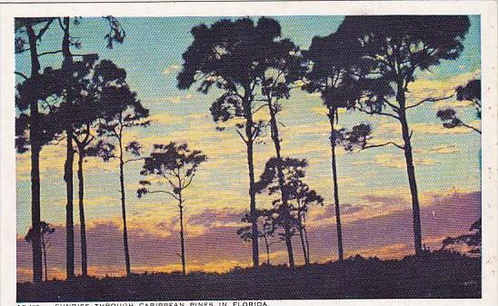 Sunrise Through Caribbean Pine Trees In Florida