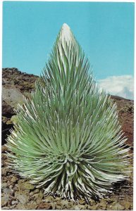 The Haleakala Silversword Hawaii Getting Ready to Send up a Stalk