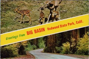 America Postcard - Big Basin, Redwood State Park, California RR19641