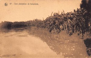 Belgian Congo Banana Trees Plantation postcard B983