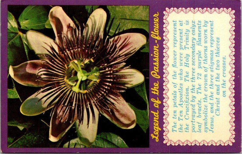 Postcard Legend of Passion Flower Passiflora Incarnata Florida Christian 1684