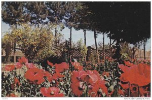 Public Garden , KERMAN , Iran , 40-60s