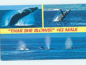 Unused Pre-1980 HUMPBACK WHALE WATCHING Maui Hawaii HI ho7808