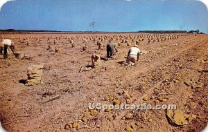 Picking Long Island Potatoes, Jamaica, L.I., New York
