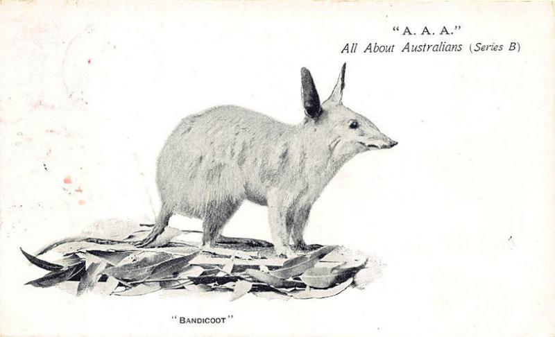 A. A. A. Australia's Bandicoot NY M. I. & R. Cancel Postage Due 1903 Postcard