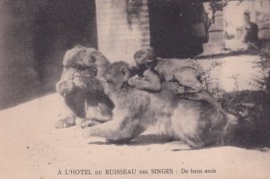 Algeria A L'Hotel Du Ruisseu Des Singes Monkeys Antique Postcard