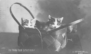 Is this our station Cats in Basket Rotograph B820 1905 RPPC Postcard 22-3591