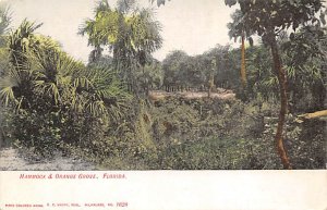 Hammock and Orange Grove Florida, USA Florida Oranges Unused 