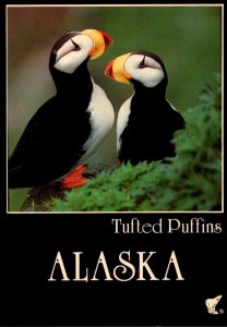 Birds Tufted Puffins Alaska