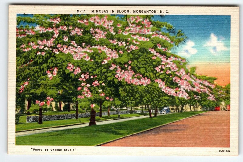 Mimosas Trees In Bloom Morganton North Carolina Postcard Linen Unused Vintage NC