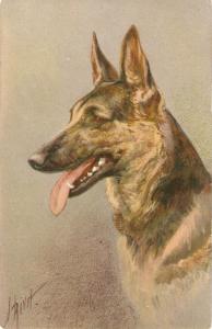 \Alsatian Wolfhound, signed\ Nice VintageSwiss postcard