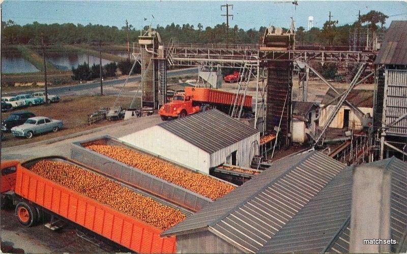 1950s Farming Agriculture Frozen Orange Juice Plant Florida Colorpicture 13072