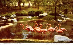 Missouri St Louis Zoo Flamingos