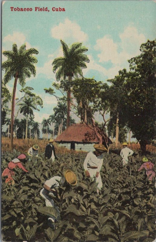 Postcard Tobacco Field Cuba