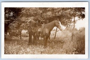 1907-1920's ERA RPPC HORSE WITH SADDLE STANDING IN WOODS*CYKO*UNUSED*REAL PHOTO