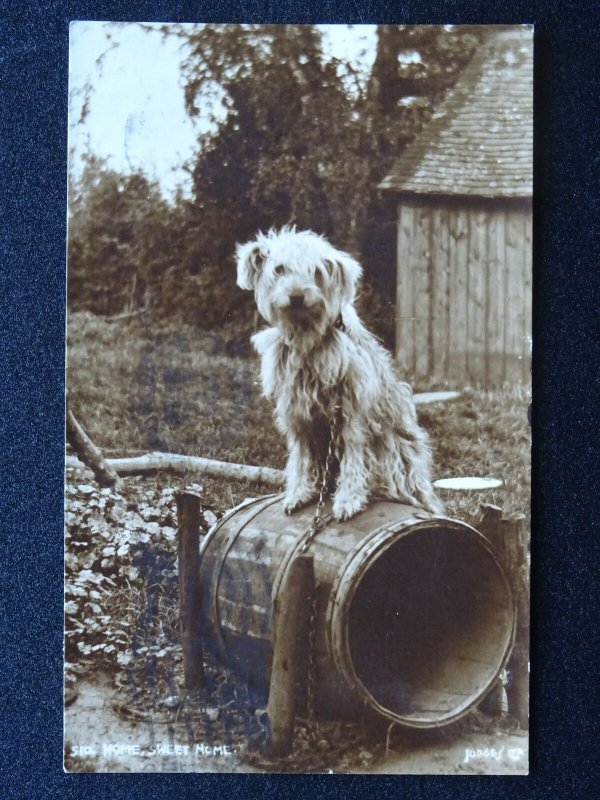 Dog TERRIER Breed sitting on a Barrell HOME SWEET HOME c1910 RP Postcard Judges