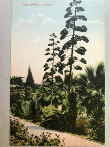 Vintage Postcard 1907-1915 Century Plant California (CA)