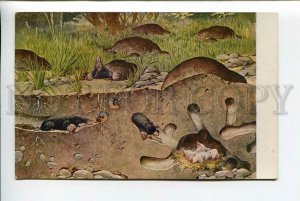 3178121 GERMANY Mole hunting and Mole Hole #123 vintage PC