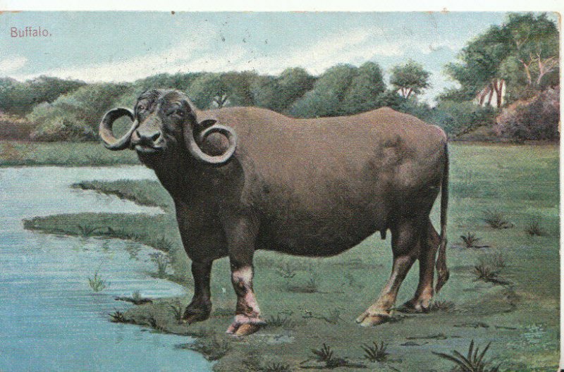 Animal Postcard - Buffalo - Ref TZ3933