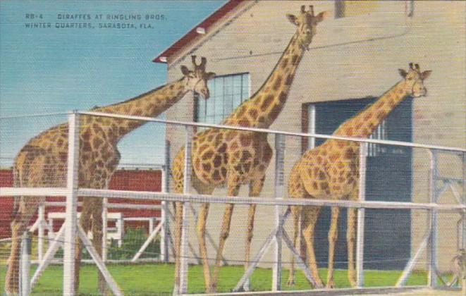 Florida Sarasota Giraffes At Ringling Brothers Winter Quarters 1948