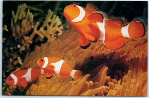 Postcard - Sea-anemone fish